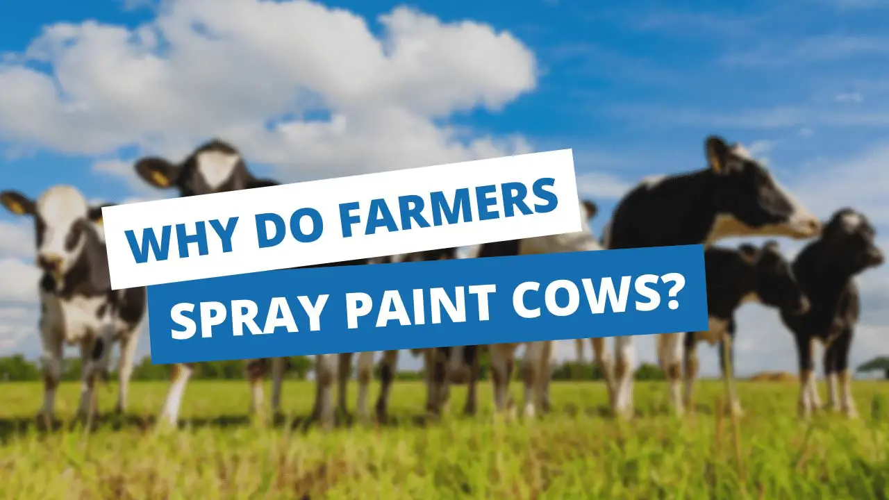 why do farmers spray paint cows